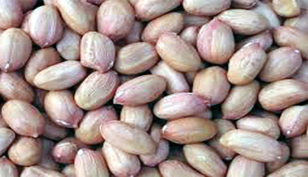 /Increase-in-price-of-groundnut-seed