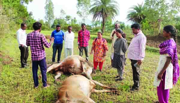పిడుగుపడి దుక్కిటెద్దులు మృతి