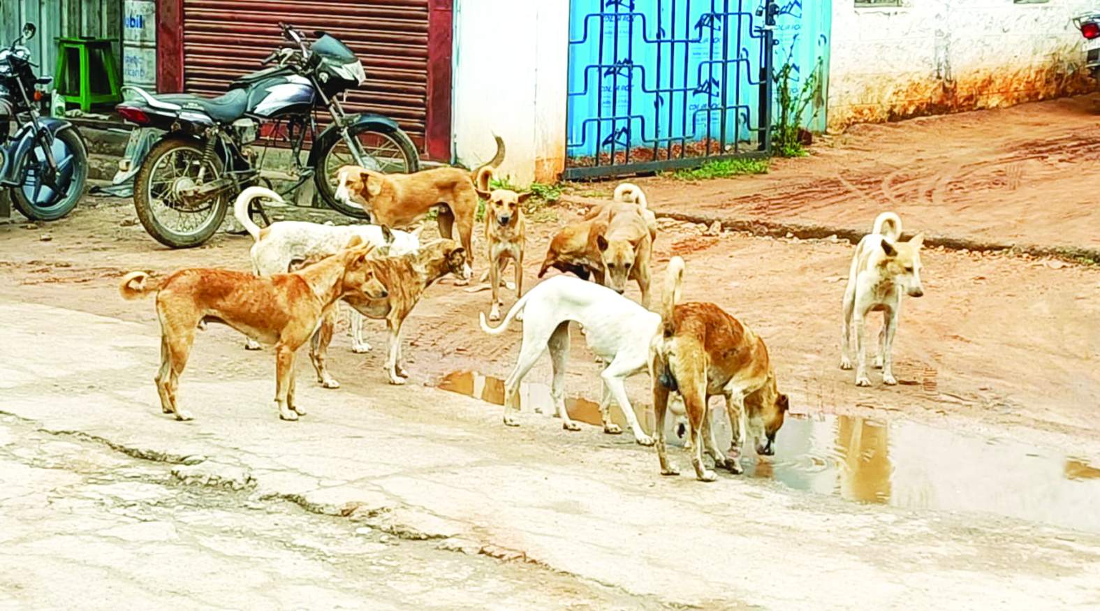 వీధుల్లో కుక్కల సంచారం