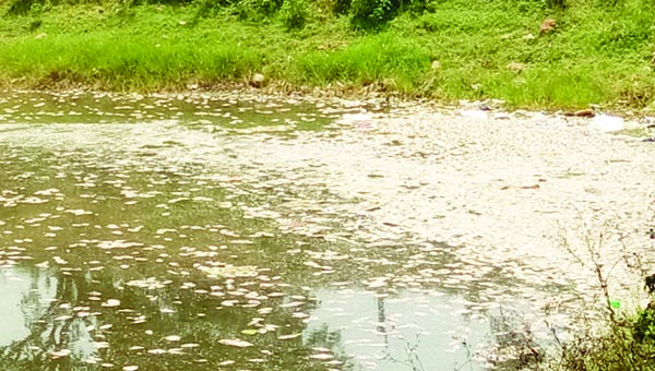 వరాహ పుష్కరణిలో చేపలు మృతి