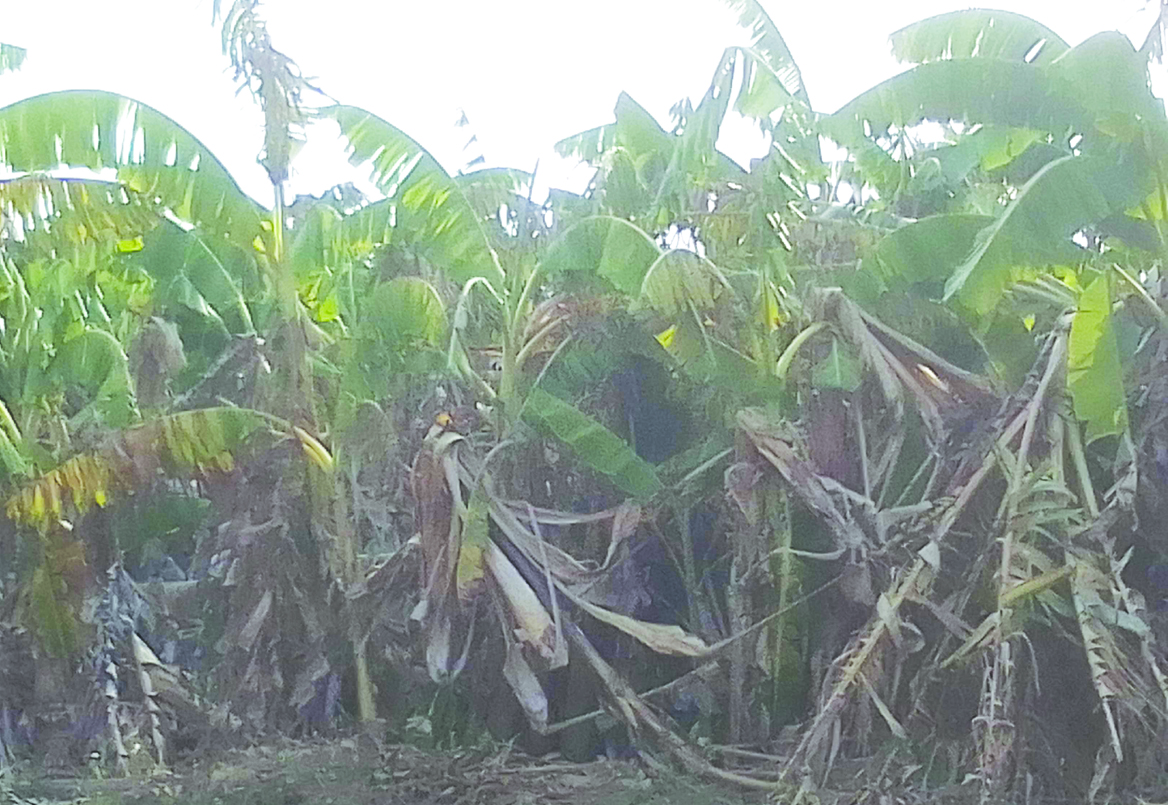 అరటి రైతు కుదేలు