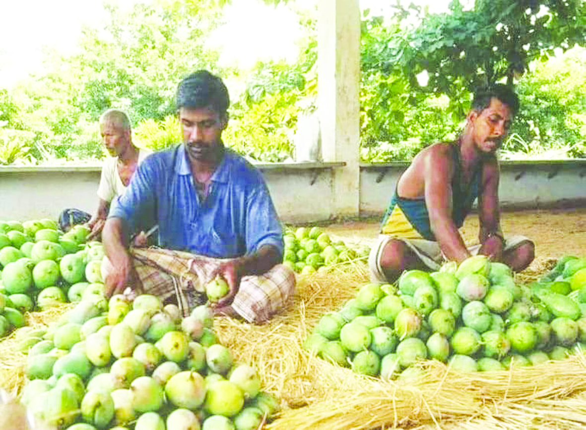 నూజివీడులో ప్రాసెసింగ్‌ యూనిట్‌ ఏర్పాటు
