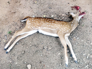 మృతి చెందిన దుప్పి