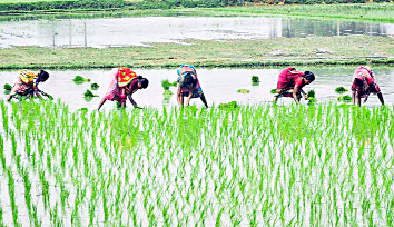 క్రాప్‌ ఇన్సూరెన్స్‌కు కసరత్తురూ.204 కోట్లతో ప్రతిపాదనలు