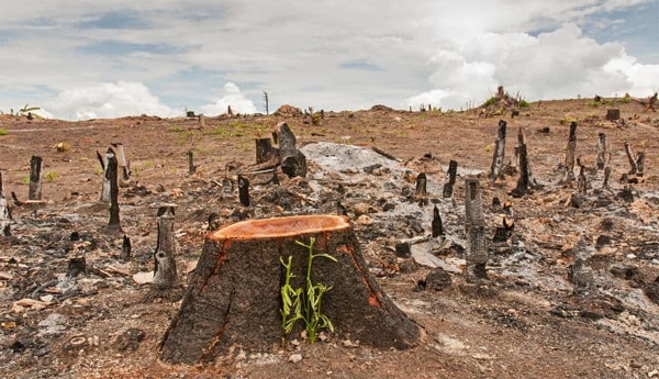 Deforestation-of-growing-forests