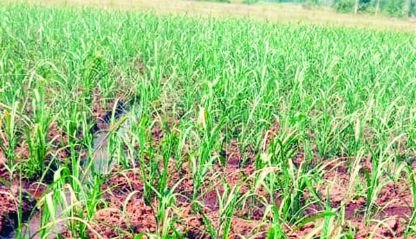 తగ్గుతున్న చెరుకు సాగు