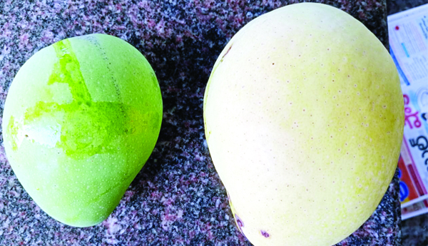  ఫ్రూట్‌ కవర్లతో నాణ్యమైన మామిడి దిగుబడి