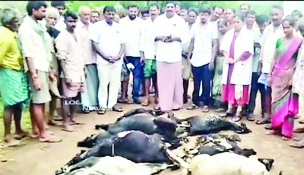 పిడుగుపాటుకు 18 మేకలు మృతి