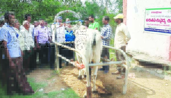 పశు బీమా.. పాడి రైతులకు ధీమా