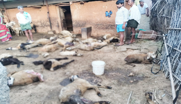 40-sheep-attacked-by-dogs-farmer-pleads-for-help