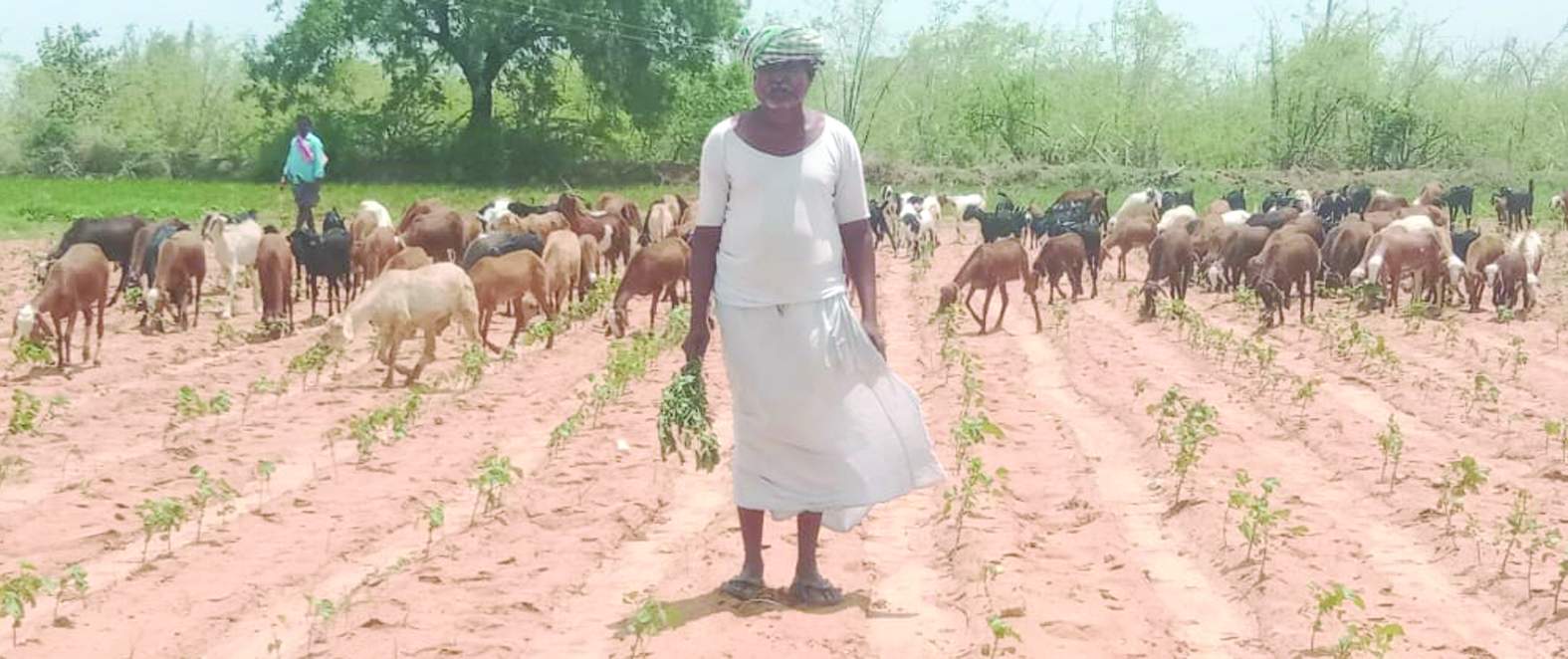 హోళగుందలో పత్తిని వదిలేసిన రైతు