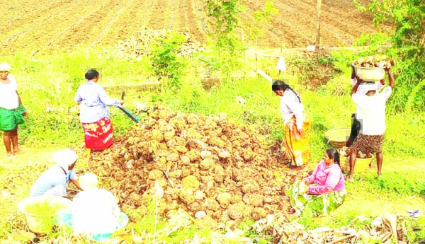 కందకు డిమాండ్‌