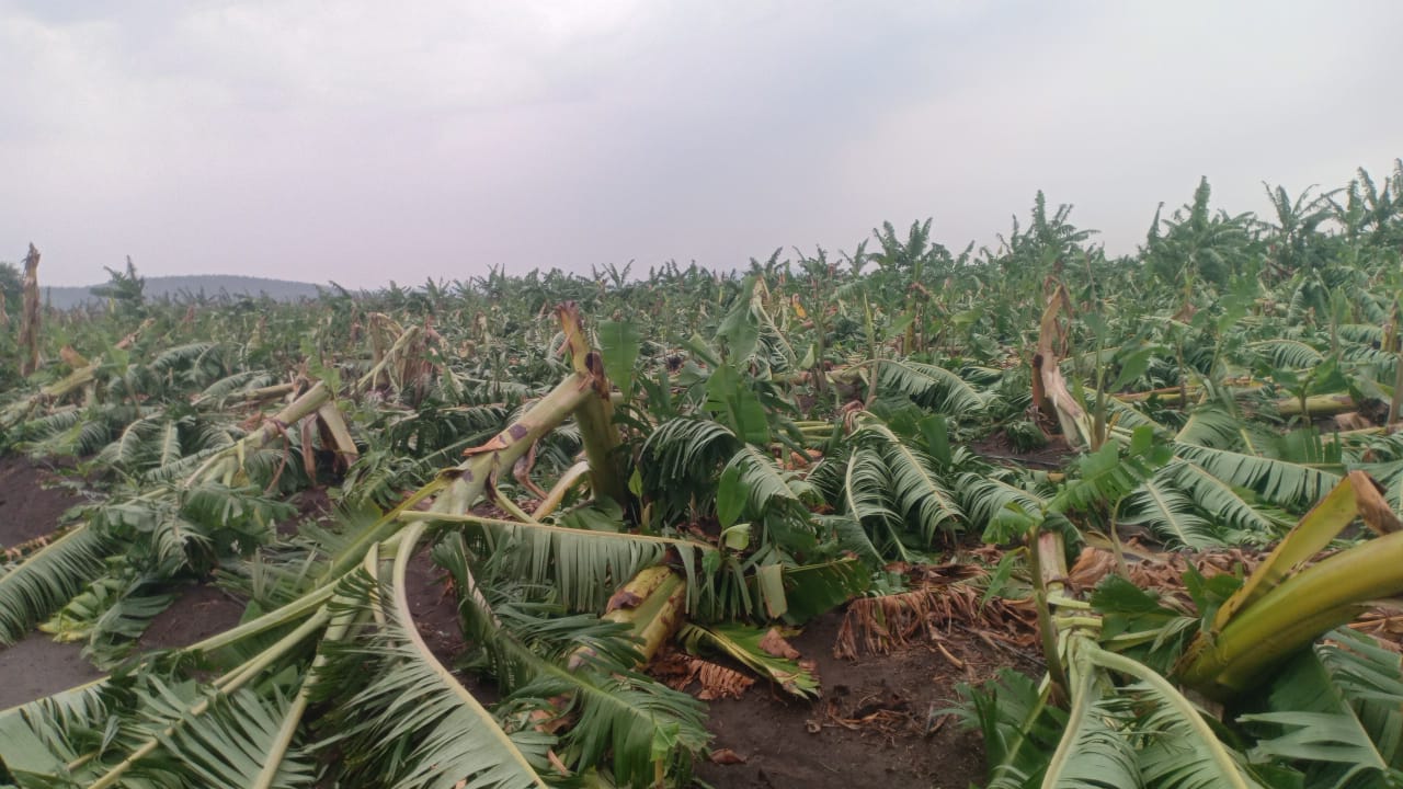 నేల వాలిన అరటి పంట