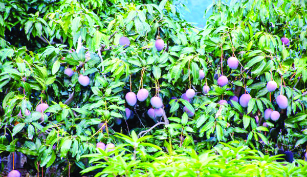 Fall-in-mango-price