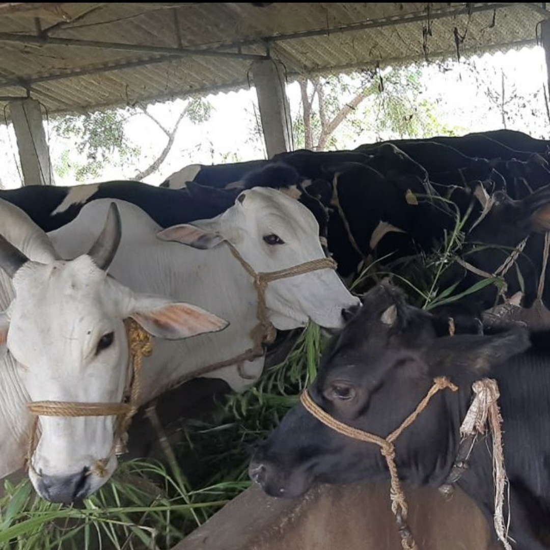 ప్రీమియం కడితేనే పరిహారం