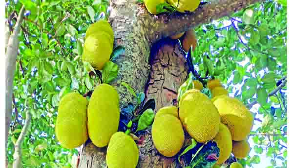 ఏజెన్సీ పనసకు భలే గిరాకి