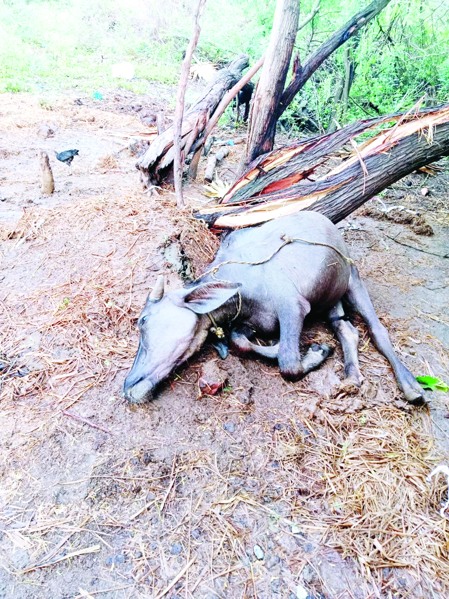 పెదనందిపాడులో ఈదురుగాలుల బీభత్సం