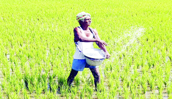 Cut-to-seed-subsidy