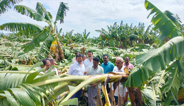 ycp-leaders-visit-damage-banana-crops