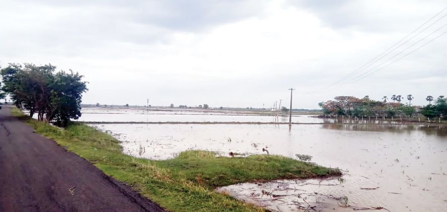 డెల్టా రైతుల ఉల్టాపల్టా