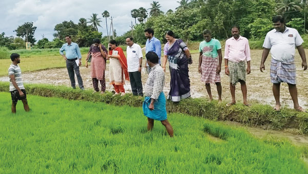 నారు మడుల పరిశీలన