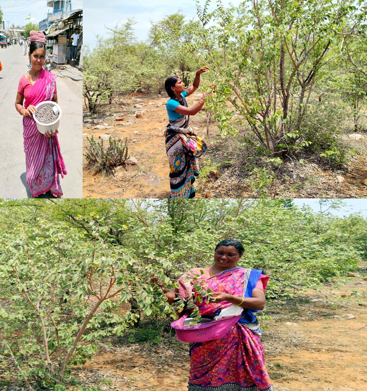 ఆపదలో అన్నం పెడుతున్న అడవి