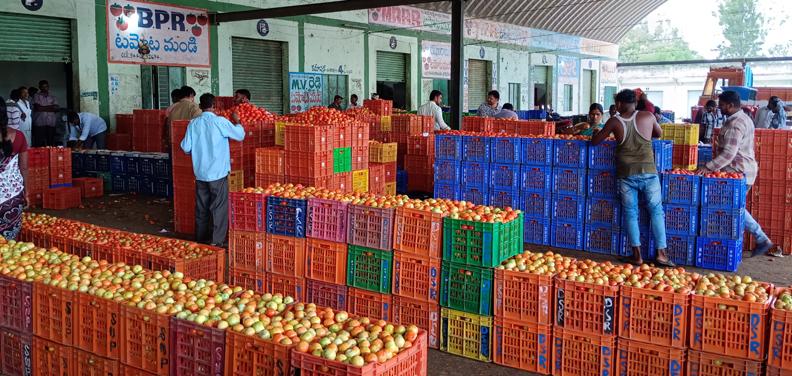 మార్కెట్లో అమ్మకానికి సిద్ధంగా ఉన్న టమోటా