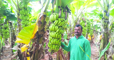 ఊరటనిస్తున్న అరటి