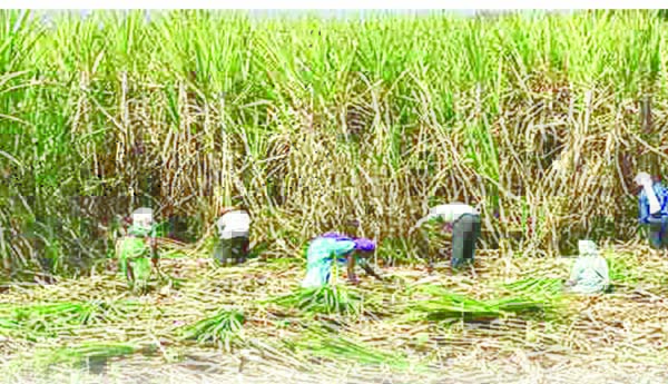   చెరకు రైతుకు సహకారమేదీ?