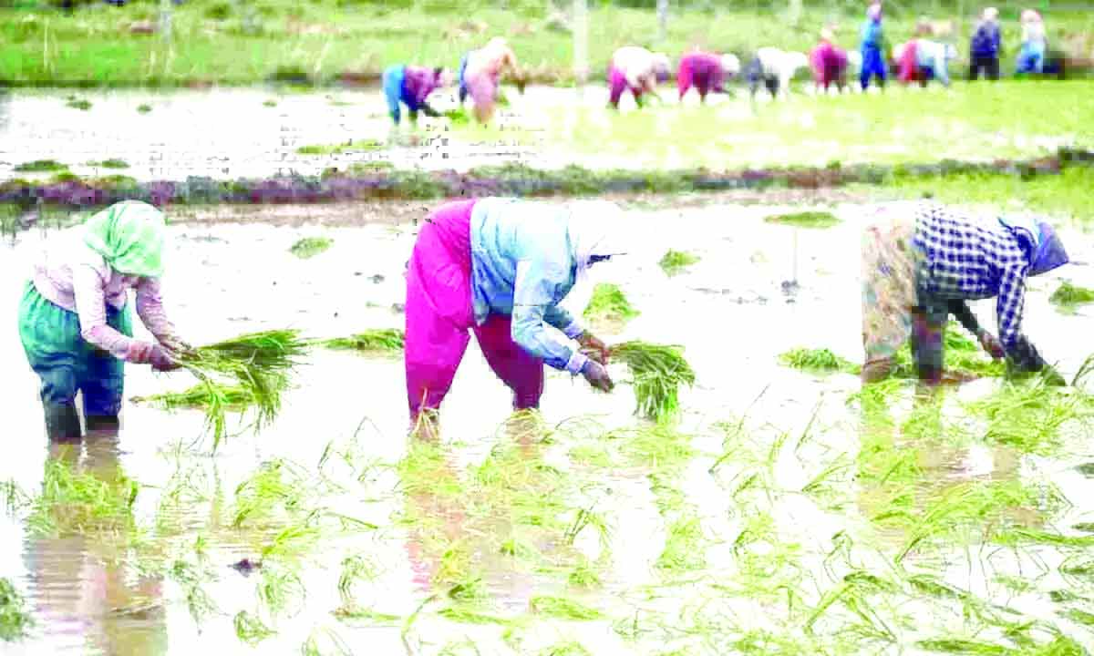 ఖరీఫ్‌ నాట్లు ఆలస్యం..!