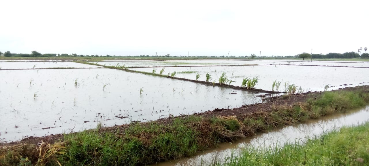 మళ్లీ మునిగిన పొలాలు