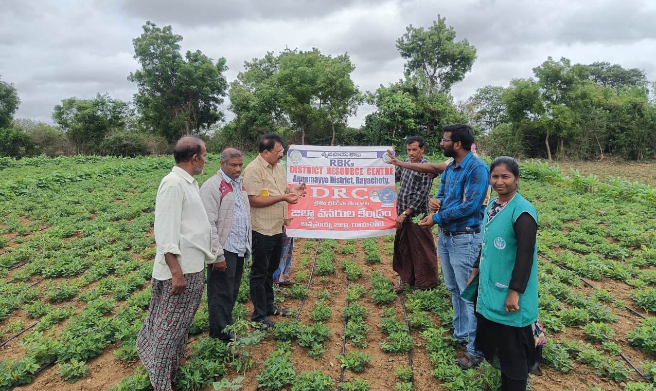 వేరుశనగ పంటను పరిశీలిస్తున్న కెవికె శాస్త్రవేత్తలు
