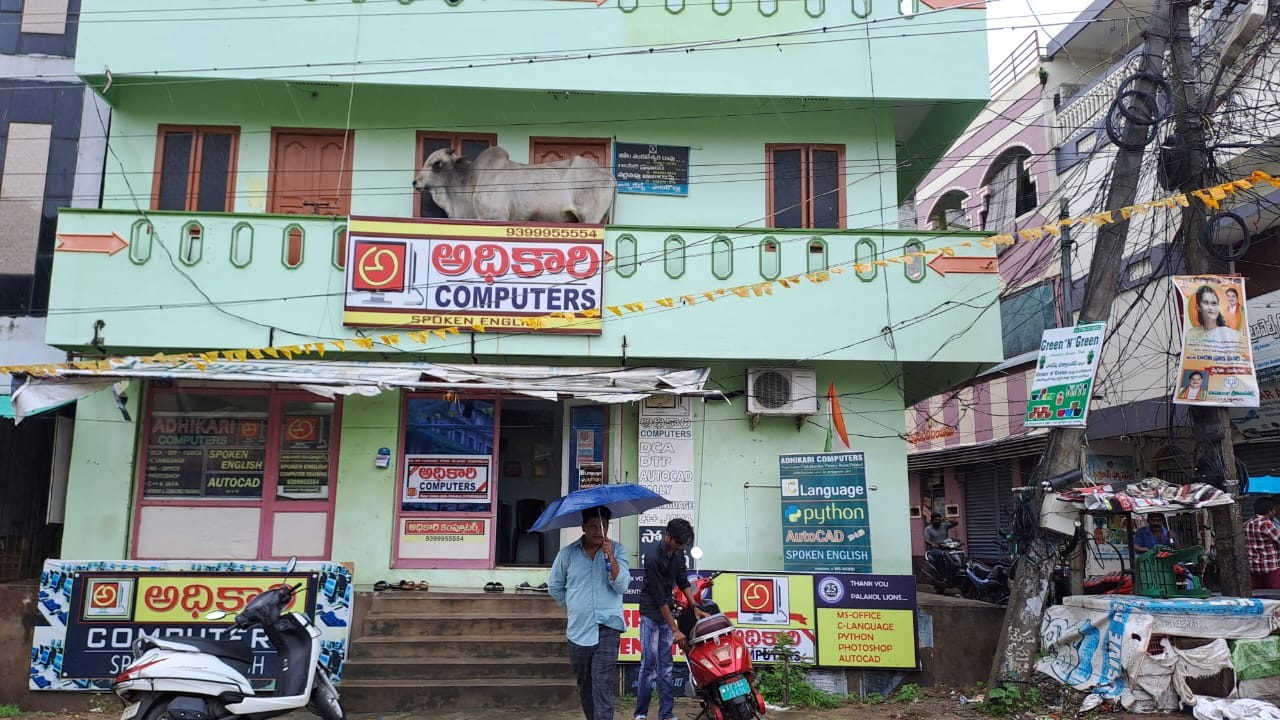 డాబాపైకి ఎక్కిన ఆవు