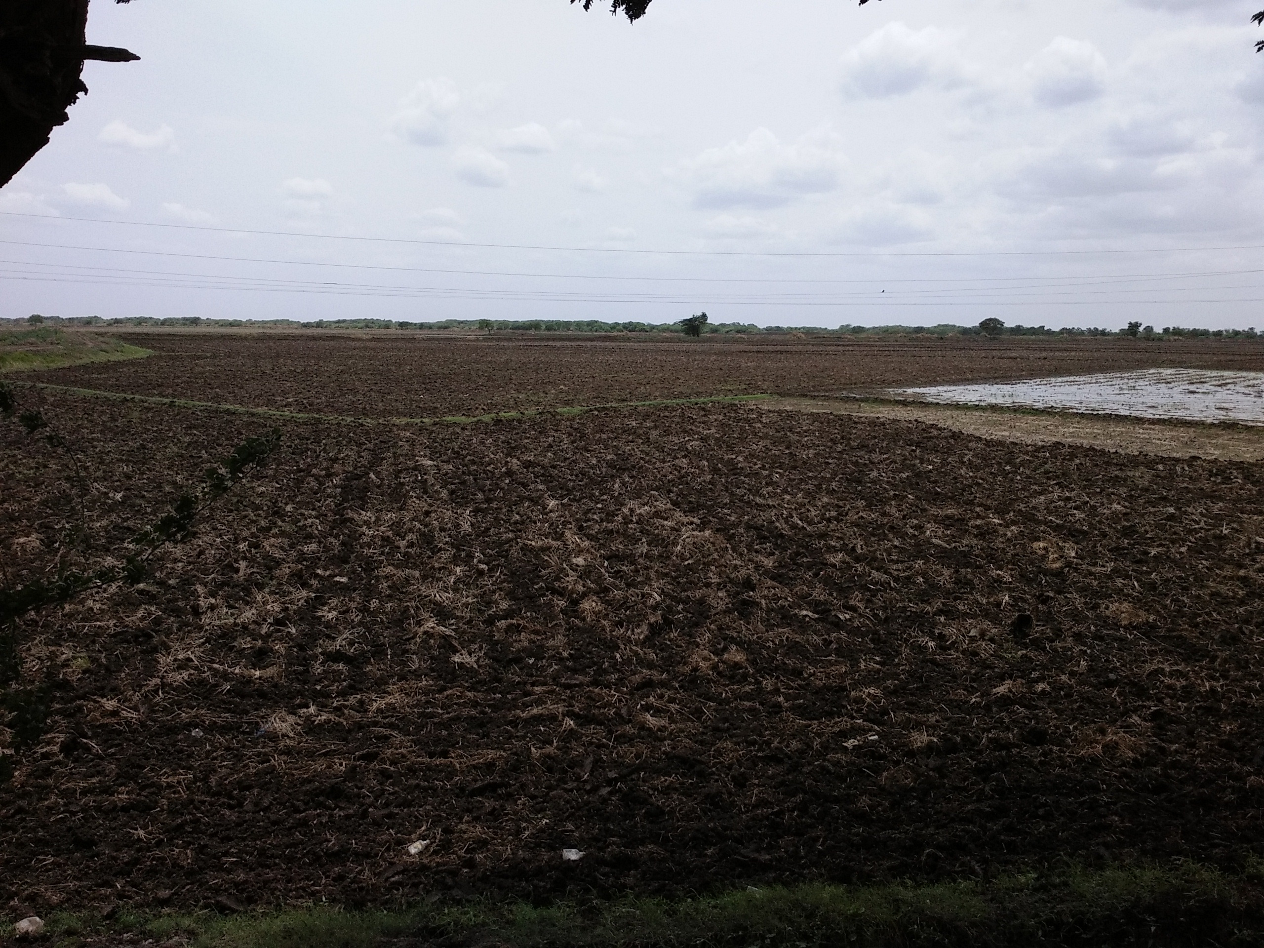 పల్నాడులో వరిసాగుపై సందిగ్ధం