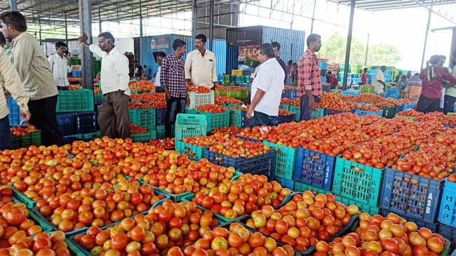మదనపల్లె మార్కెట్‌లో రికార్డు స్థాయికి టమోటా ధర