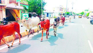 ప్రమాదాలకు హేతువు.. ఆవుల సంచారం