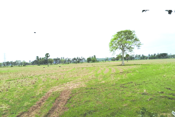 ఊపందుకోని ఖరీఫ్‌ సాగు