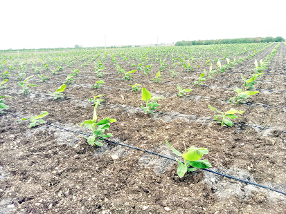 గురజాలలో సాగులో ఉన్న అరటి పంట