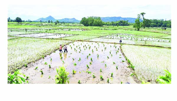 ఊపందుకున్న ఉబాలు