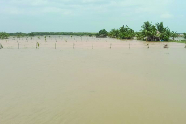 పంట చేల్లోకి ప్రవేశించిన వరద నీరు