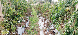 టమోటా పంట ధ్వంసం