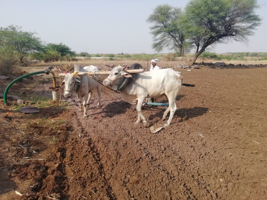 పల్నాడును వీడని వర్షాభావం