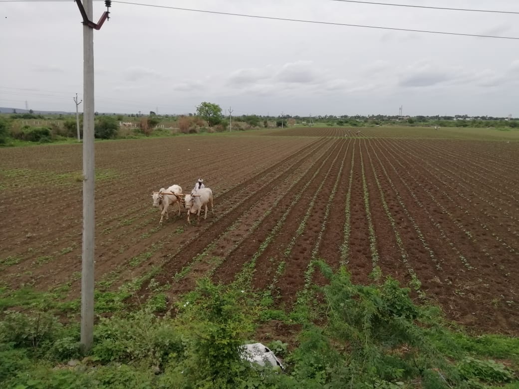 పత్తిసాగు వైపు మొగ్గు!