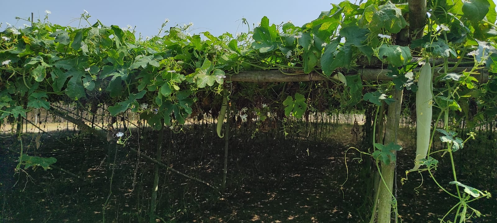 గణనీయంగా తగ్గిన సాగు