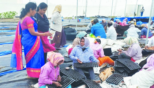 నర్సరీలకు లైసెన్సులు తప్పనిసరి