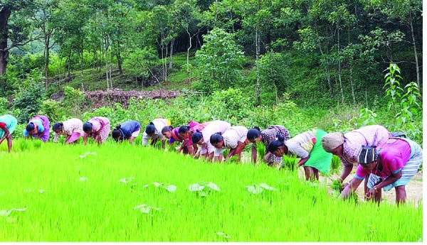 వ్యవసాయ పనులతో మన్యం కళకళ