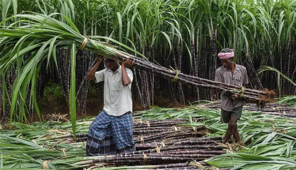 చెరకు రైతులకు చేదు కబురు