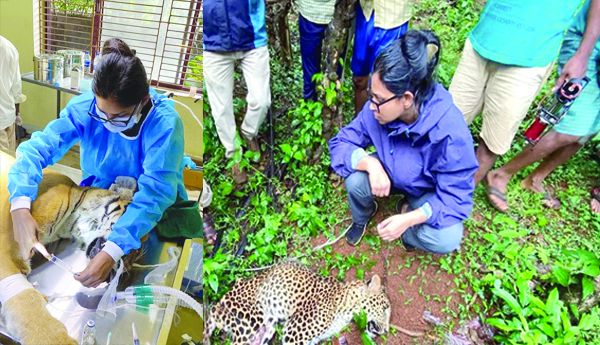 Medical-services-for-wildlife