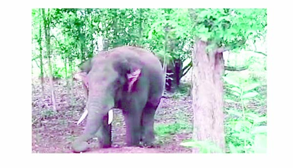 గొట్టివలస పరిసరాల్లో ఏనుగుల తిష్ట