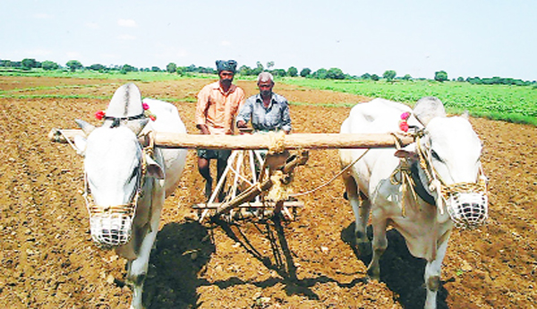 Kharif-Sluggish
